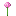 Pink Allium